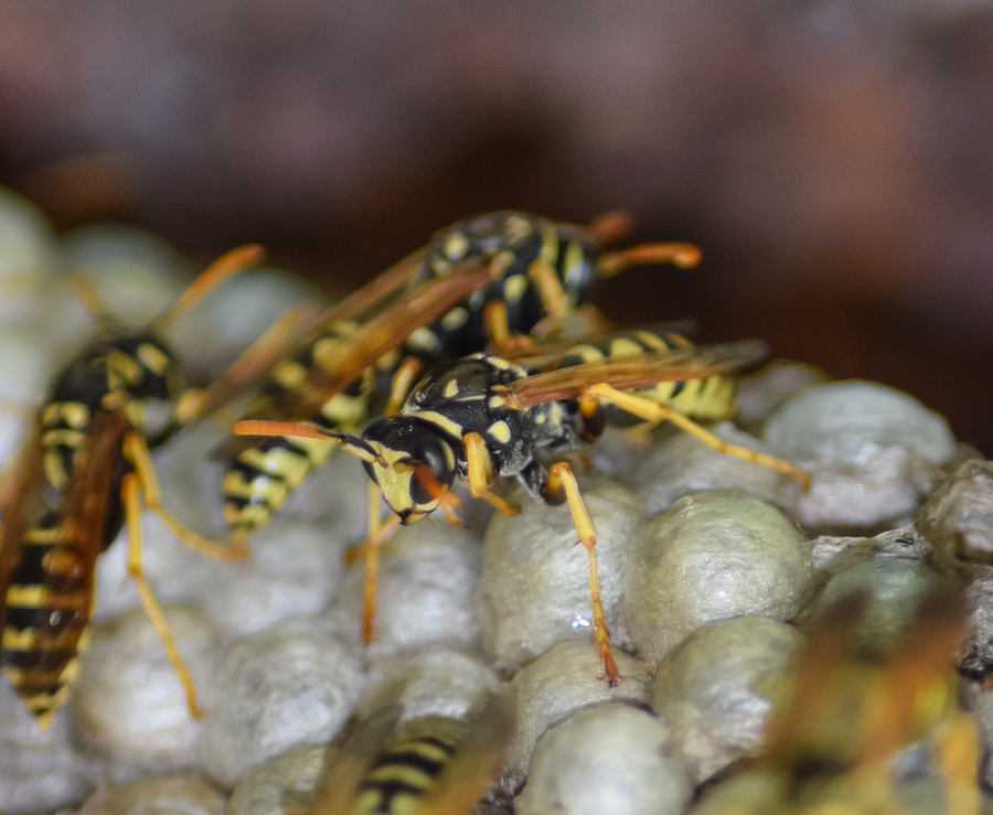 Wasp Treatment Bow & Manchester, NH Tactical Pest Management, LLC
