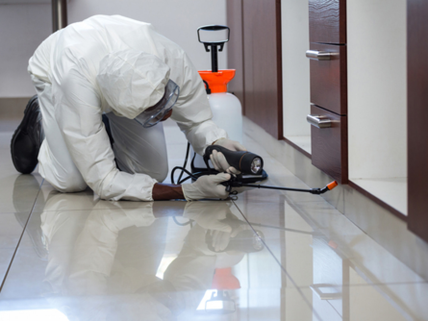 Pest Control Services, Extermination Service Manchester, Bow